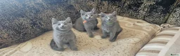 Russian Blue cats for sale: **TICA full pedigree Russian Blue kittens - Advert 19