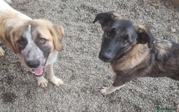 Mixed Breed dogs for adoption: Skye - In Ayr Looking for a home  - Image 3