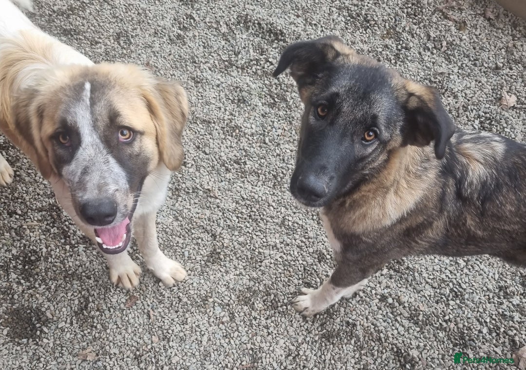 Mixed Breed dogs for adoption: Skye - In Ayr Looking for a home  - Image 3