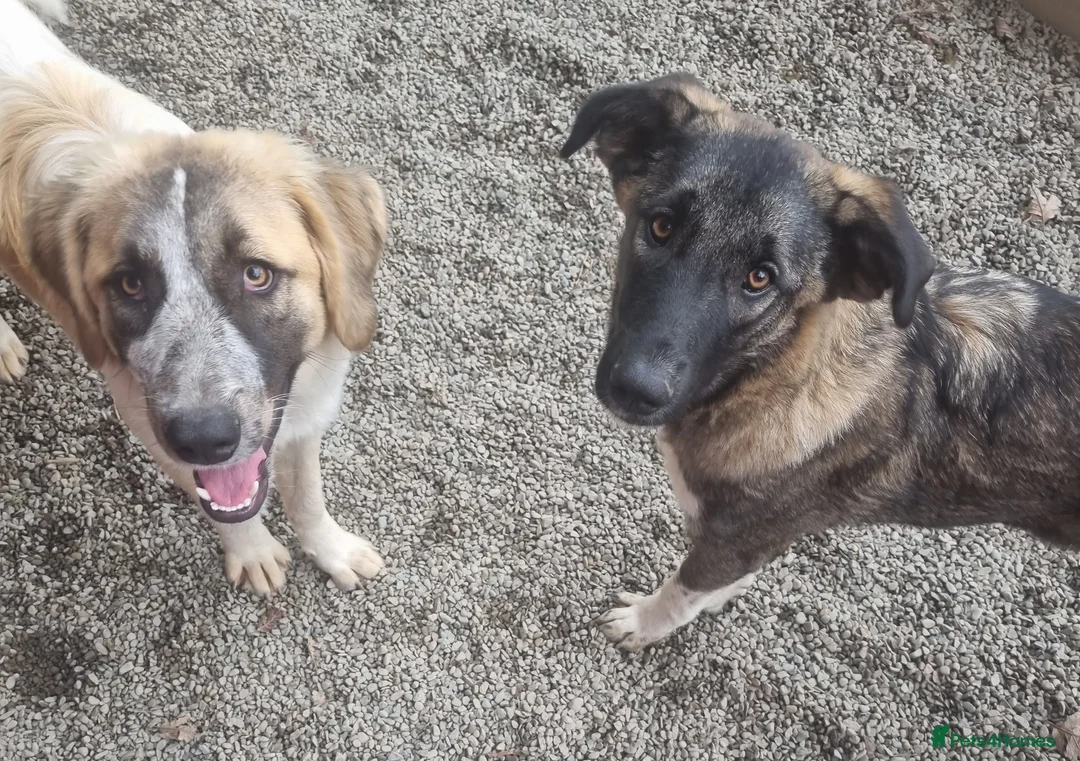 Mixed Breed dogs for adoption: Skye - In Ayr Looking for a home  - Advert 3