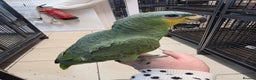 Parrots birds for sale: Various parrots available check description  - Advert 2
