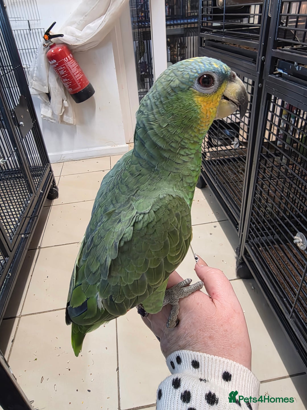 Parrots birds for sale: Various parrots available check description  - Advert 2