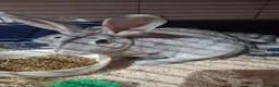 Rex rabbits for sale: Stunning chinchilla rex standard babies - Advert 2