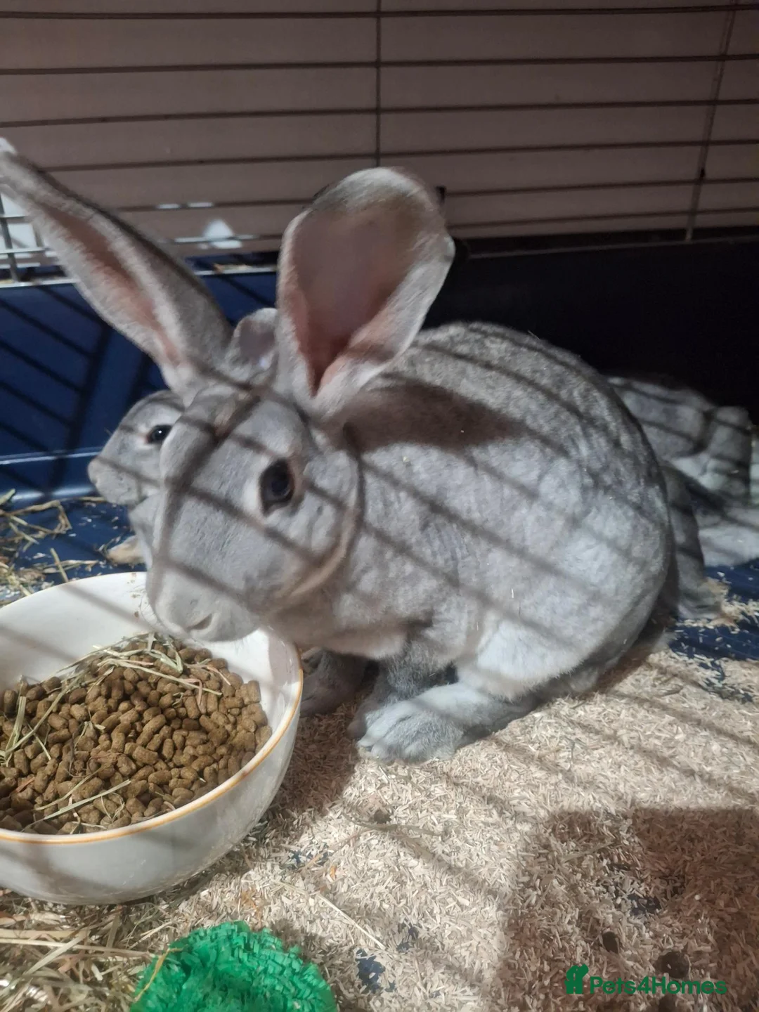 Rex rabbits for sale: Stunning chinchilla rex standard babies - Advert 2