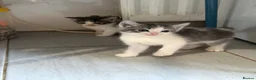 Mixed Breed cats for sale: Mixed breed kittens - Advert 7