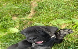 Cane Corso dogs for sale: Beautiful cane Corso puppies  - Image 23