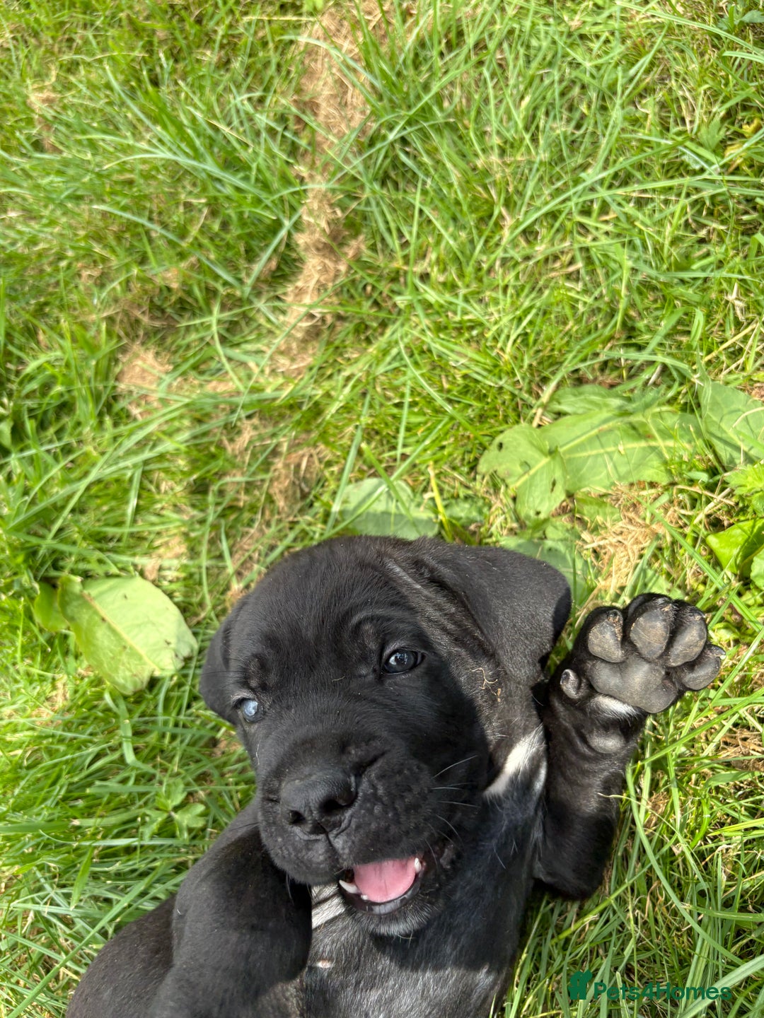 Cane Corso dogs for sale: Beautiful cane Corso puppies  - Image 23