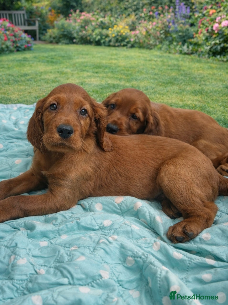 Irish Setter dogs Ready next week Beautiful Irish setter puppies  - Advert 1