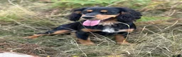 Cocker Spaniel dogs for stud: Cocker spaniel for stud - Advert 5