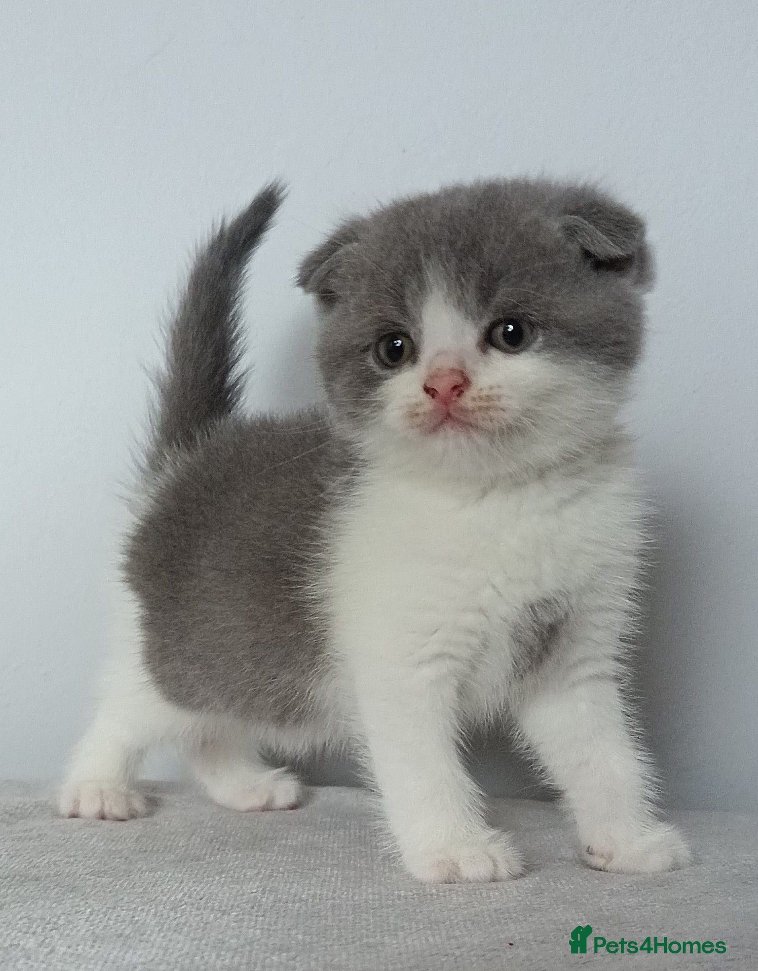 Scottish Fold cats Wonderful kittens - Advert 1