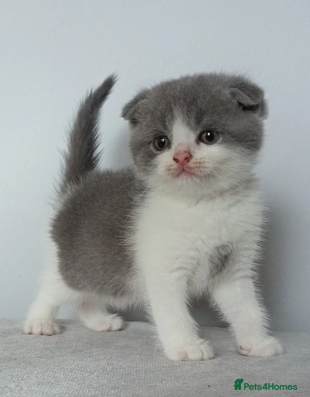Scottish Fold cats for sale: Wonderful kittens - Advert 1