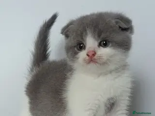 Scottish Fold cats Wonderful kittens - Advert 3