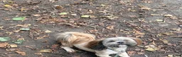 Lhasa Apso dogs for stud: Kc reg Lhasa apso stud  - Advert 2