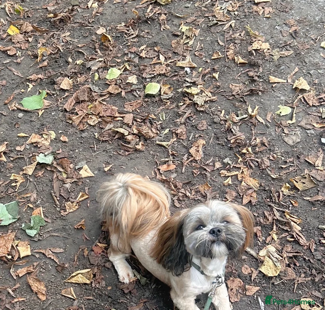 Lhasa Apso dogs for stud: Kc reg Lhasa apso stud  - Advert 2