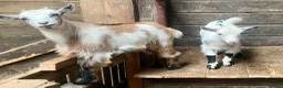 Goats livestock for sale: Pygmy goat kids available (pairs only )  - Advert 12