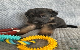 German Shepherd dogs for sale: K/C Registered German Shepherd Puppies  - Image 26