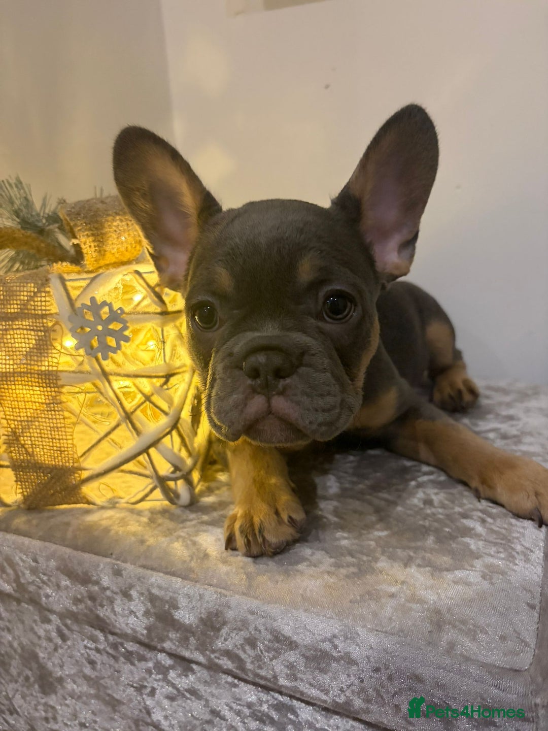 French Bulldog dogs for sale: Fluffy French bulldog puppies- strong bloodline. - Advert 6