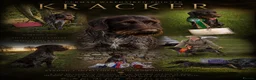 German Wirehaired Pointer dogs for sale: Stunning  multiple award winning bitch  due - Advert 2