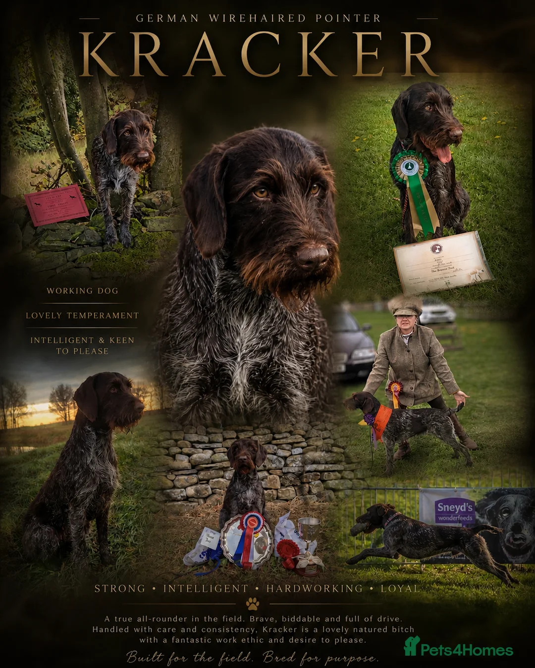 German Wirehaired Pointer dogs for sale: Stunning  multiple award winning bitch  due - Advert 2
