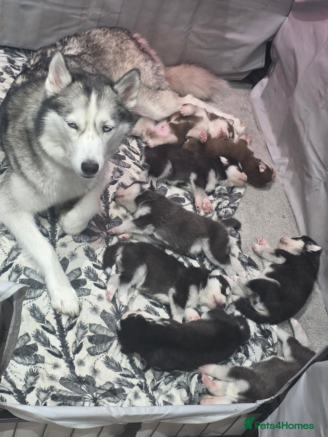 Siberian Husky dogs for sale: Gorgeous Siberian Puppies - Advert 1