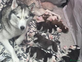 Siberian Husky dogs Gorgeous Siberian Puppies - Advert 1