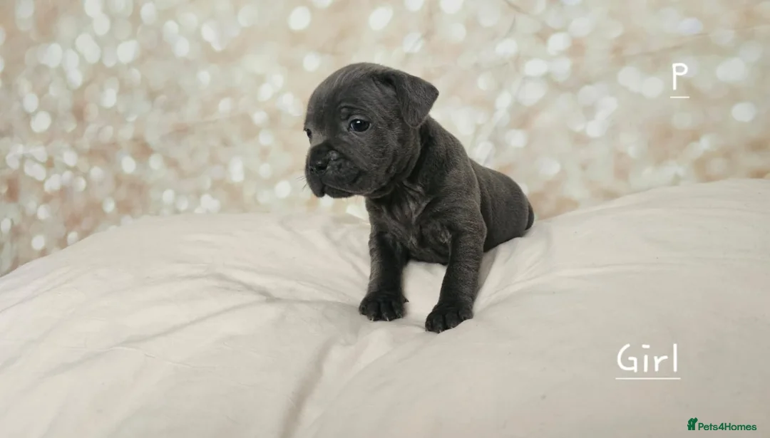 Staffordshire Bull Terrier dogs for stud: Stud  in Godalming - Advert 16