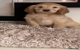 Mixed Breed dogs for sale: Adorable f2B Cockapoos  - Advert 6