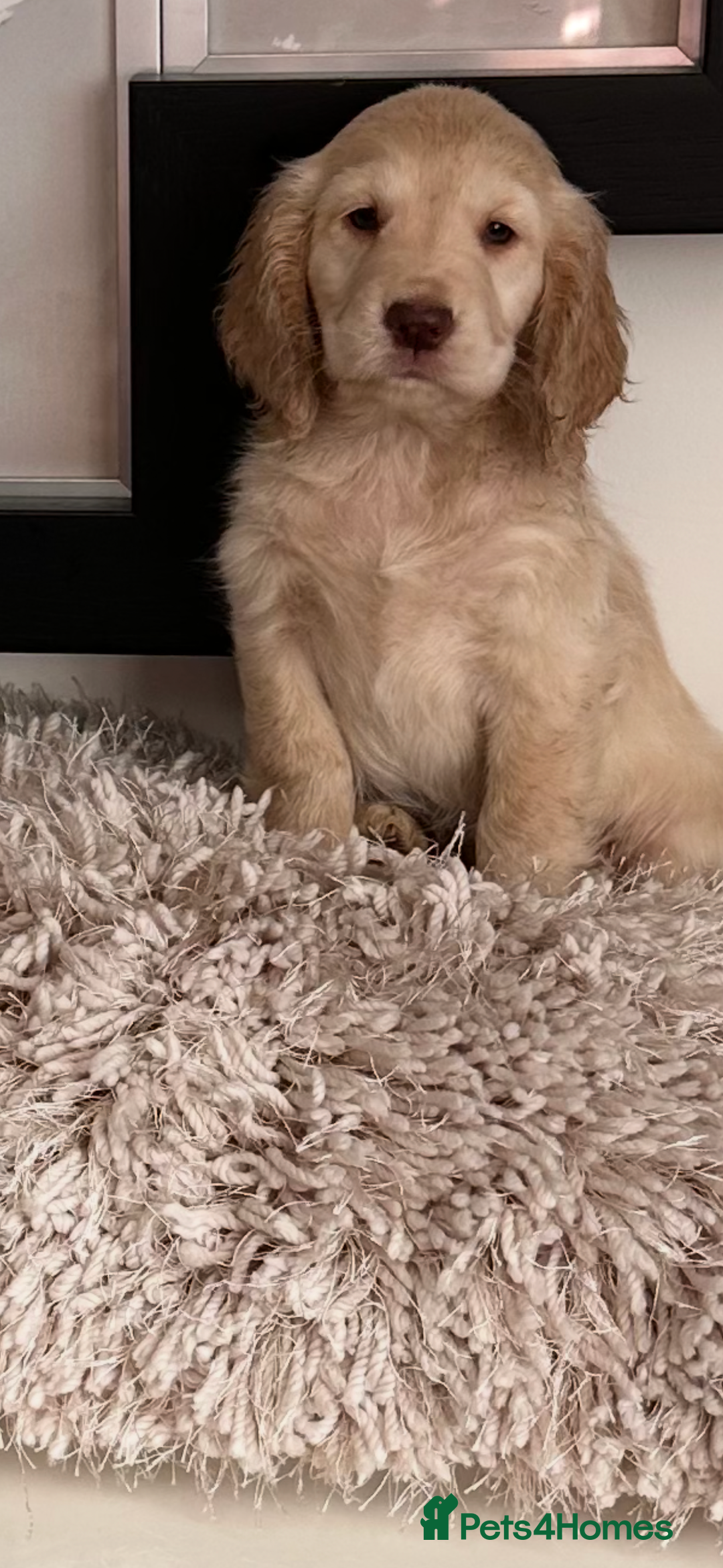 Mixed Breed dogs for sale: Adorable f2B Cockapoos  - Advert 6