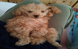 Mixed Breed dogs for sale: Toy X miniatury podle.  - Image 4