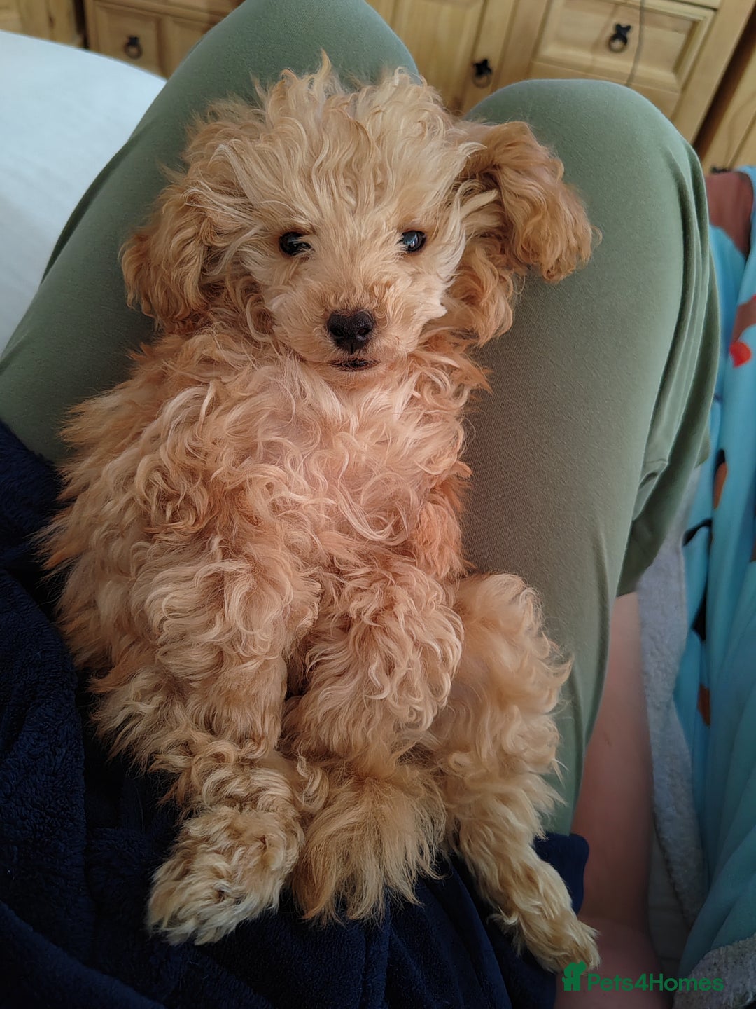 Mixed Breed dogs for sale: Toy X miniatury podle.  - Image 4
