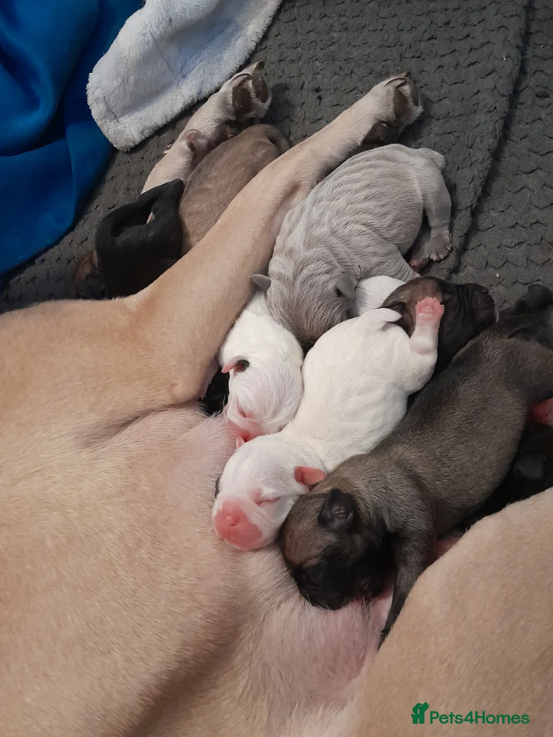 Mixed Breed dogs for sale: Mixed breed - Advert 10