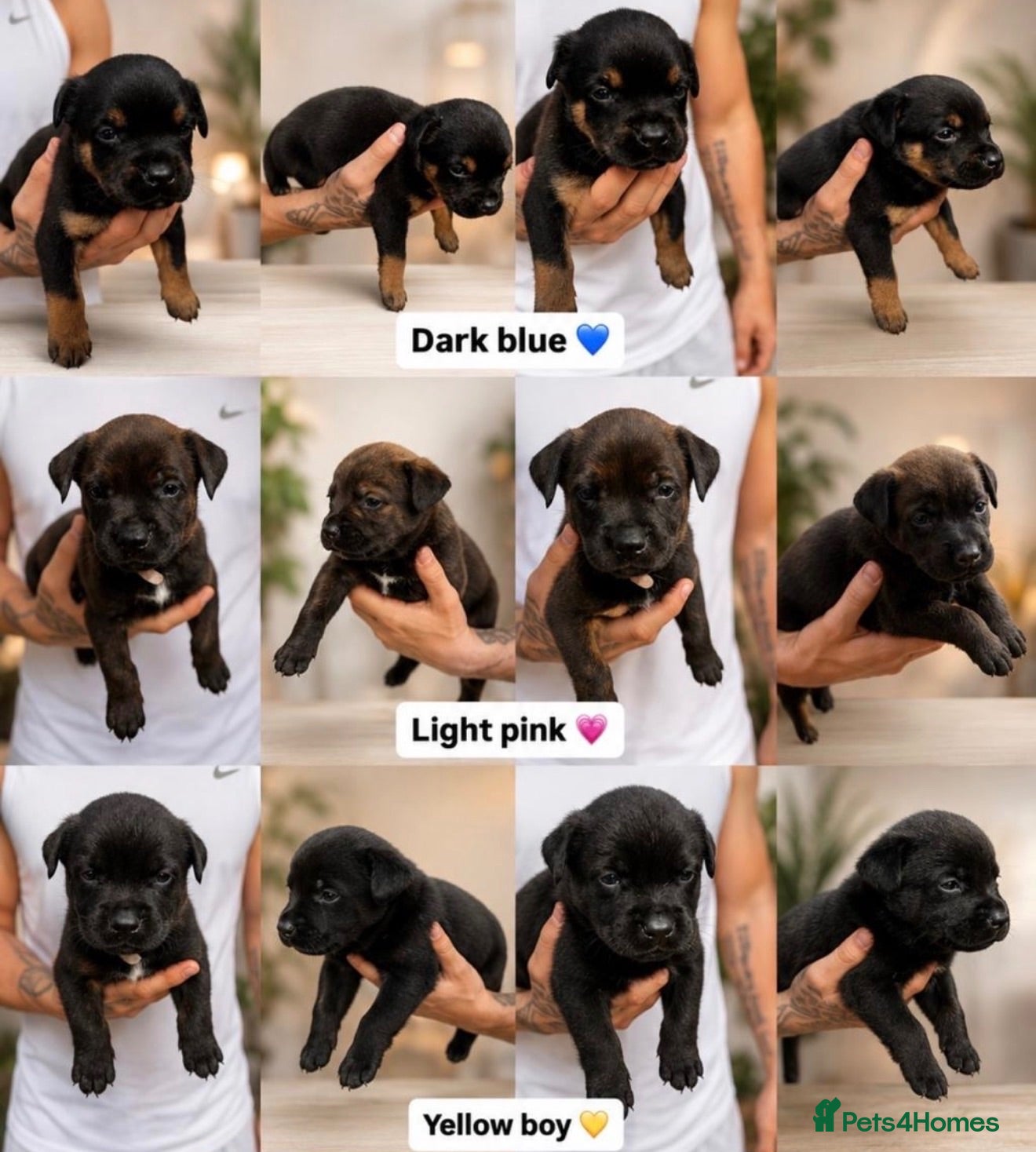 Mixed Breed dogs Rottweiler X Belgium Mali Puppies - Advert 1