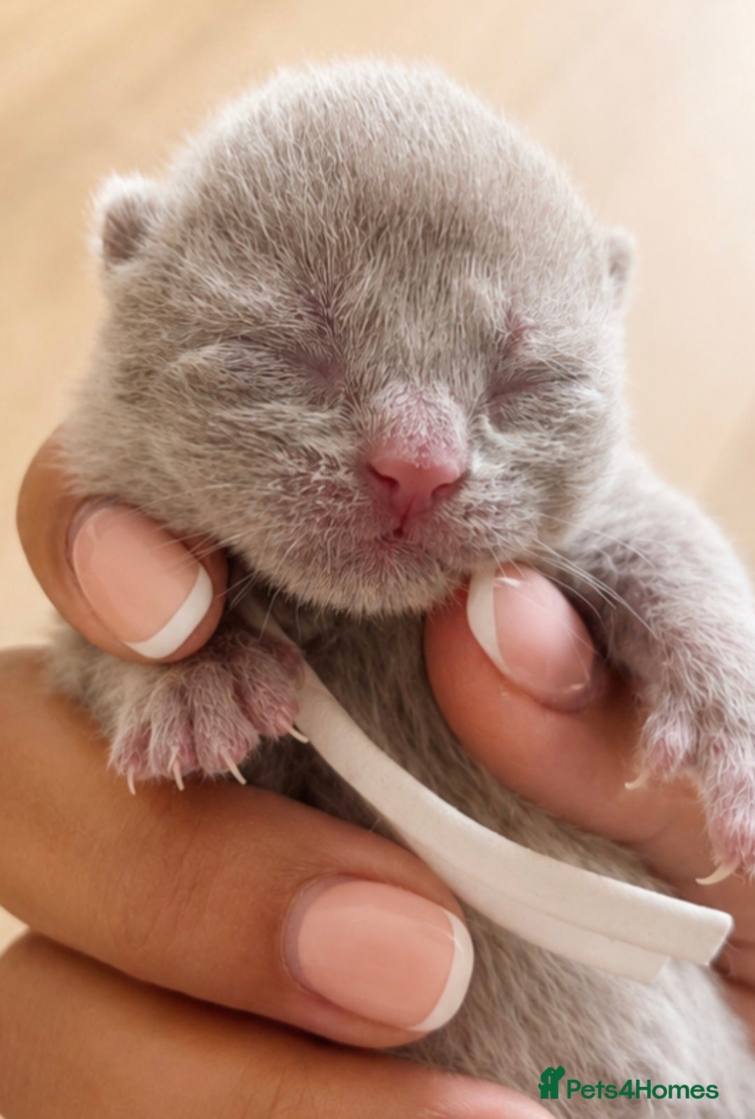 Brazilian Shorthair cats Exceptional quality British shorthair kittens  - Advert 1
