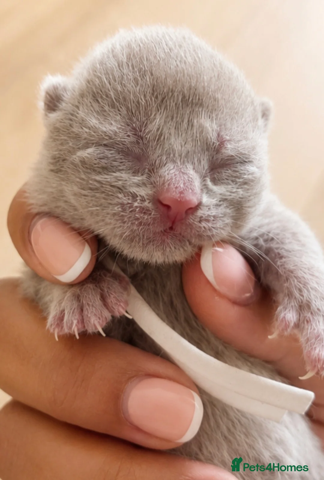 Brazilian Shorthair cats for sale: Exceptional quality British shorthair kittens  - Advert 1