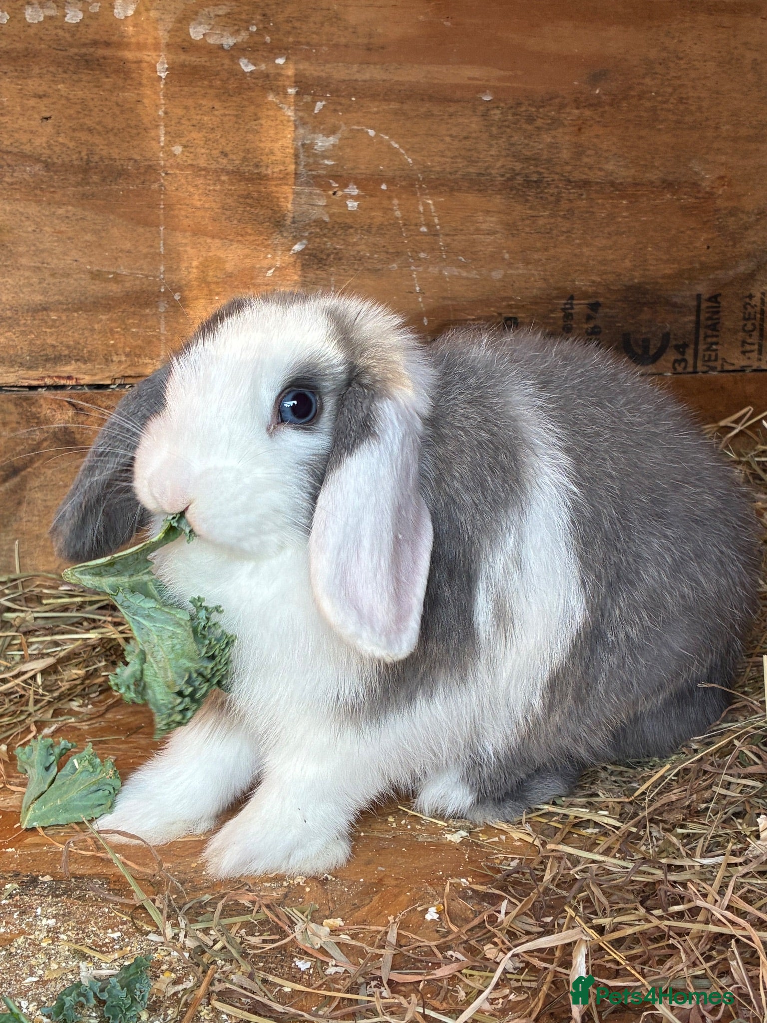 Mini Lop rabbits Baby mini lops / lion lops - Advert 3