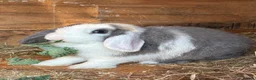 Mini Lop rabbits for sale: Baby mini lops / lion lops - Advert 1