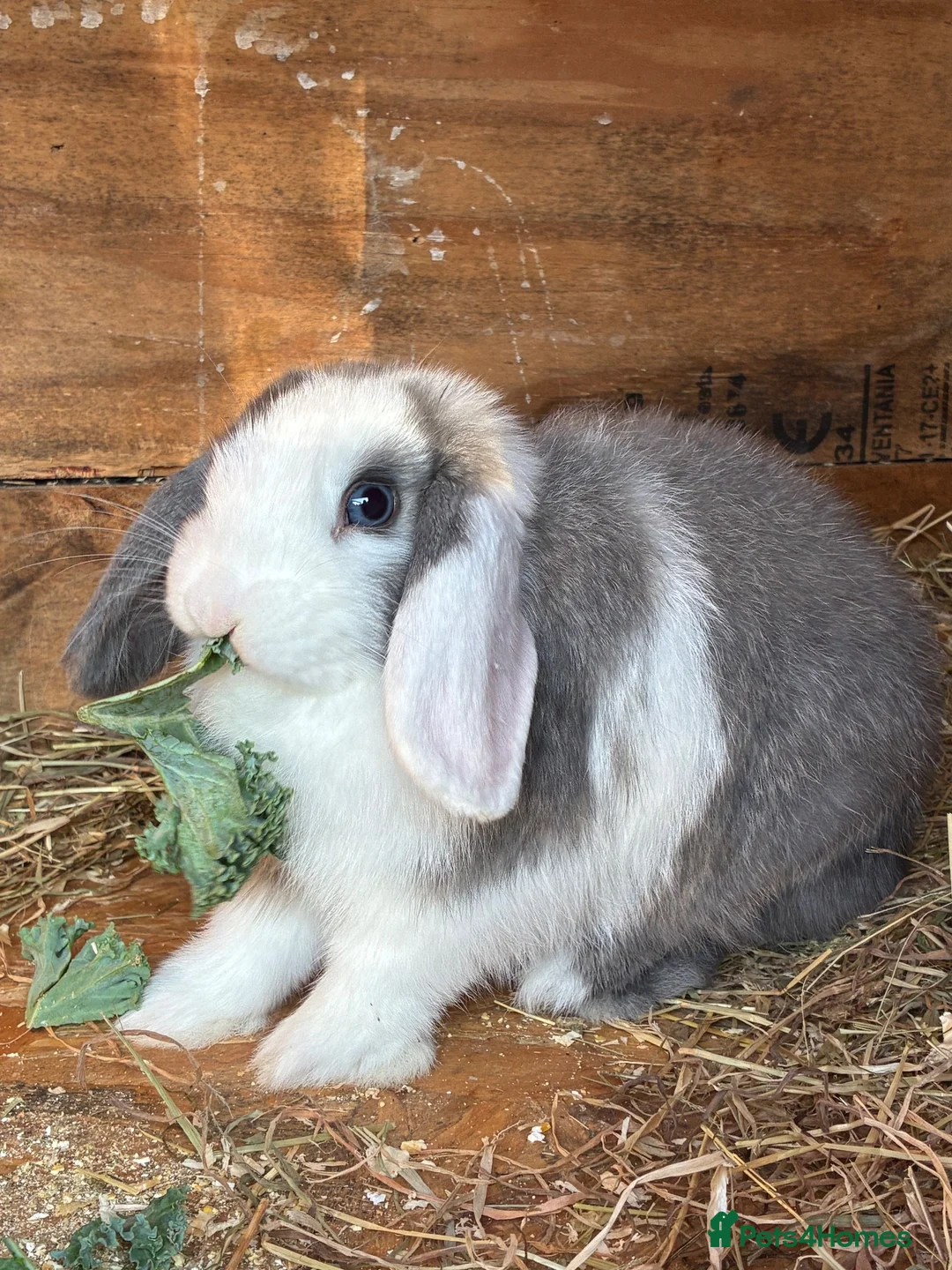Mini Lop rabbits for sale: Baby mini lops / lion lops - Advert 1
