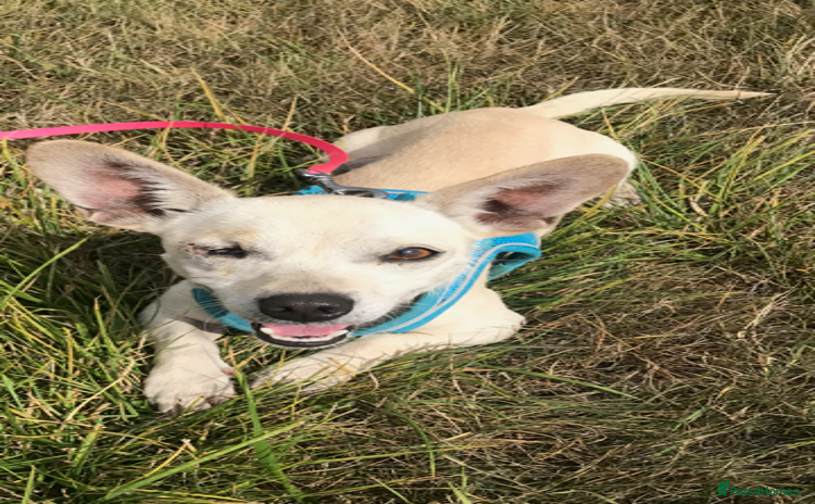 Chihuahua dogs - Advert 1