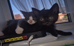 Domestic Shorthair cats for sale: 2 boys kittens  - Image 3