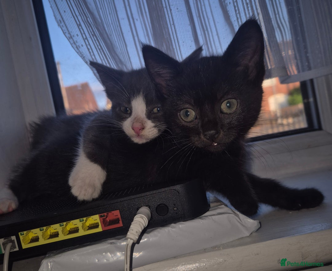 Domestic Shorthair cats for sale: 2 boys kittens  - Image 3