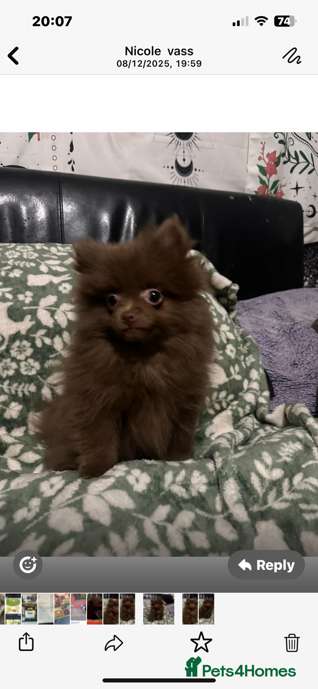 Pomeranian dogs for sale: 1 little girl  - Advert 4