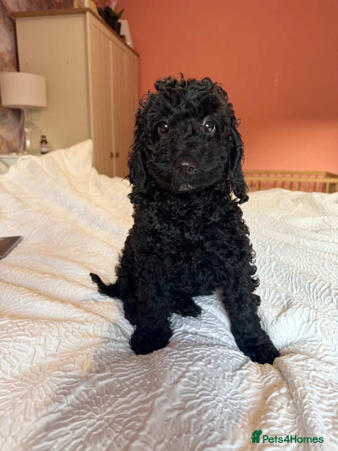 Cockapoo dogs for sale: Adorable cockapoo puppies  - Image 10