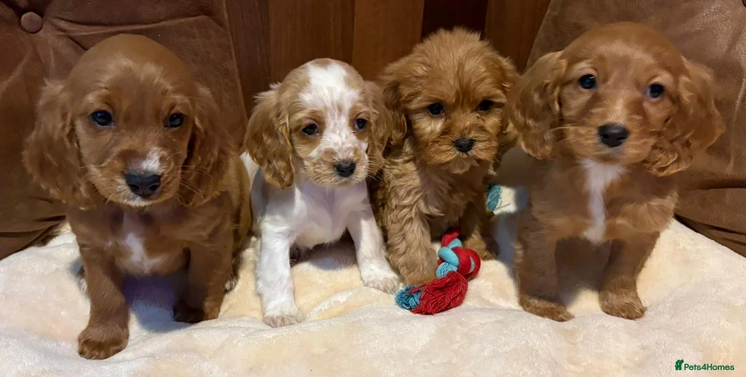 Cockalier dogs for sale: Adorable cockaliers  - Advert 25