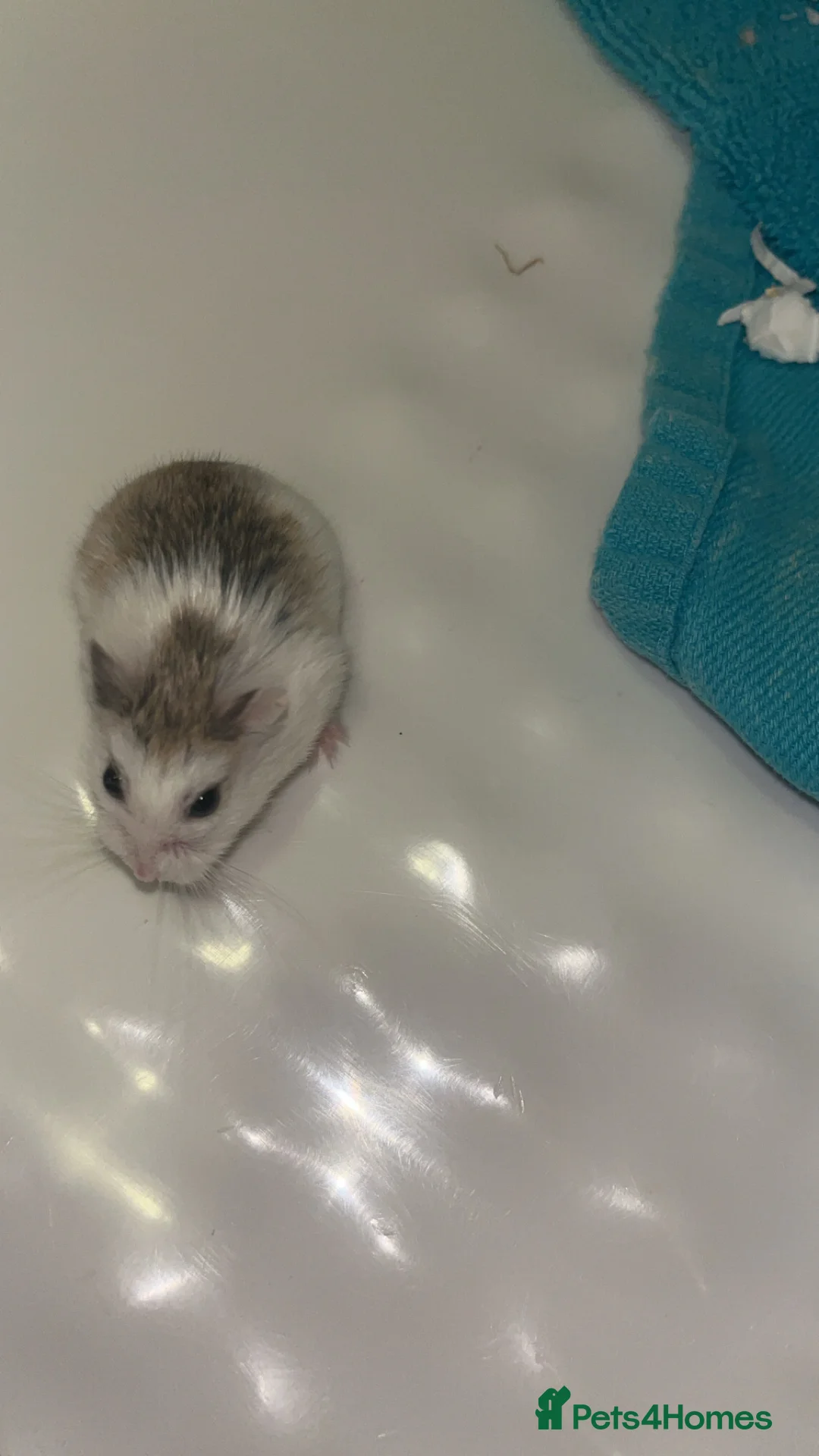 Hamster rodents for sale: Female robo dwaf hamster  - Advert 2