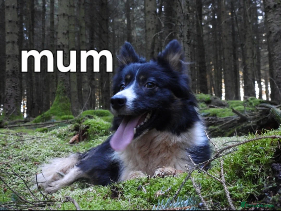 Border Collie dogs for sale: Border collie male pup - Advert 4