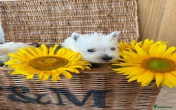 West Highland Terrier dogs for sale: Westie puppies  - Image 3