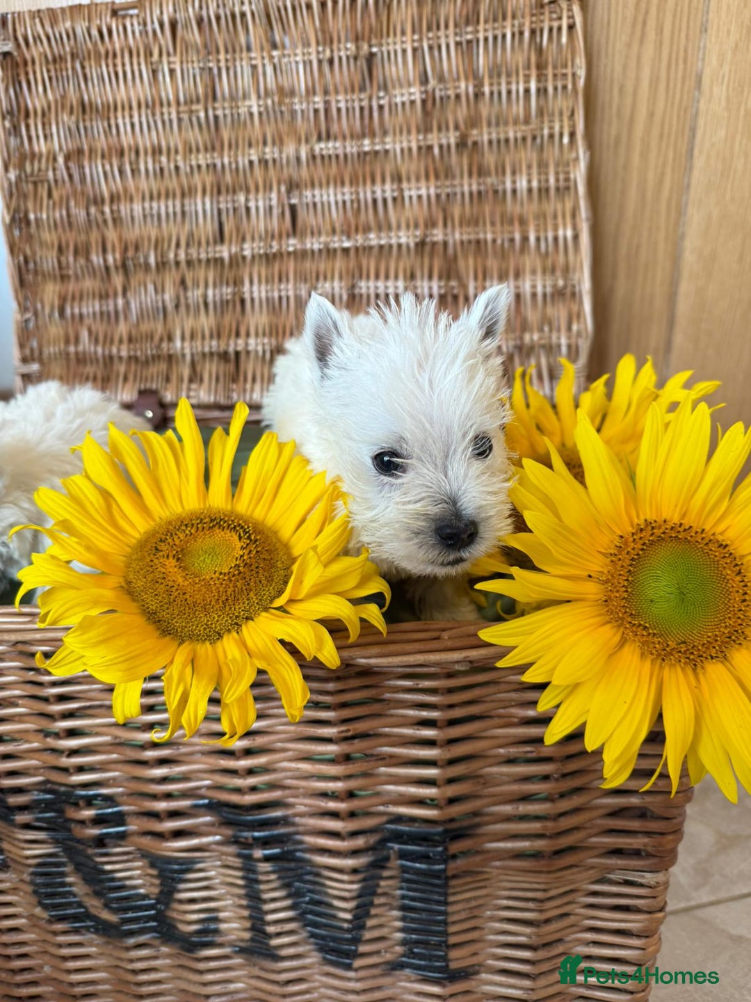 West Highland Terrier dogs for sale: Westie puppies  - Image 3