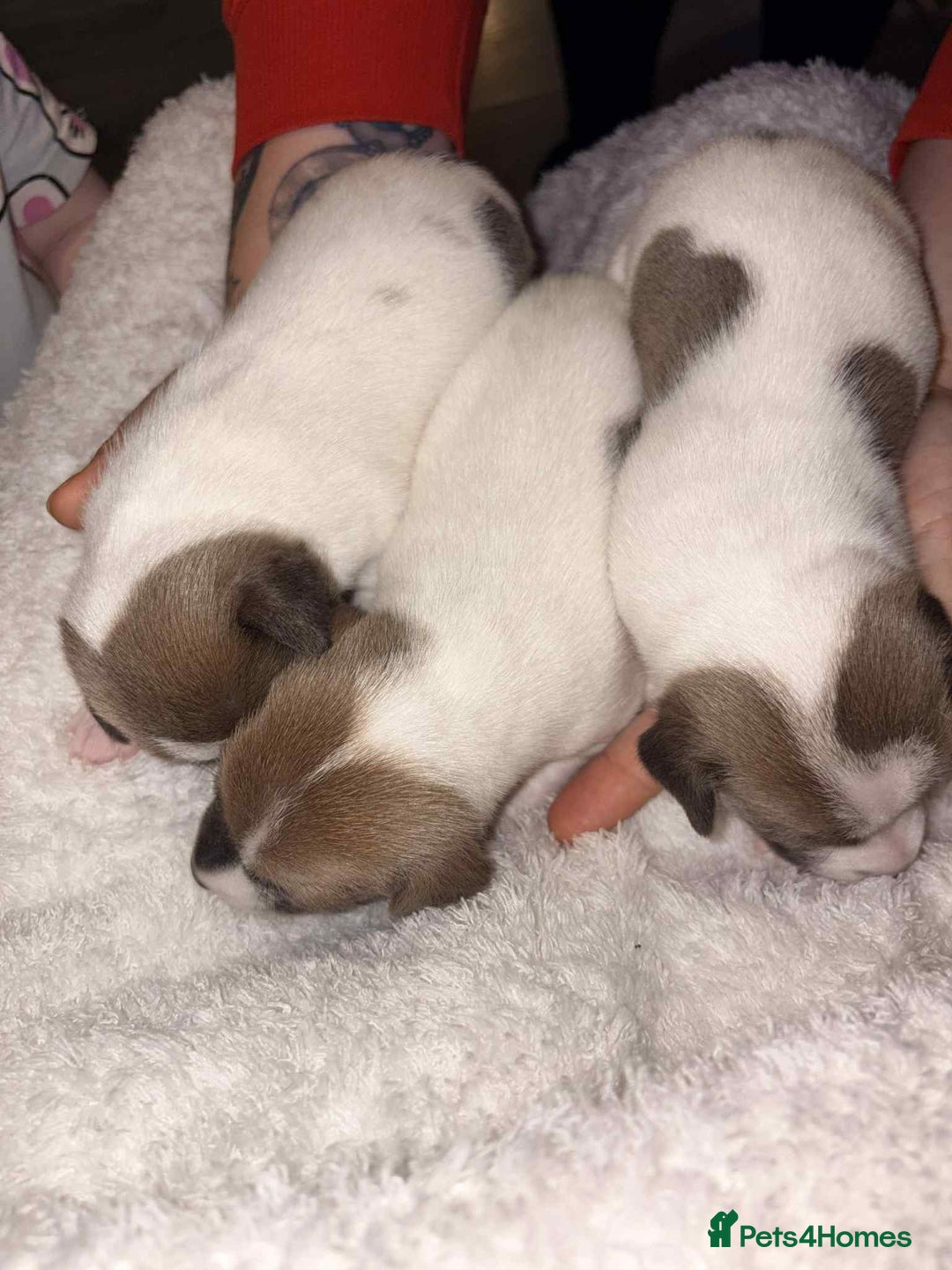 Jack Russell dogs for sale: 4 left!!! Blue/red tri JR puppies  - Advert 3