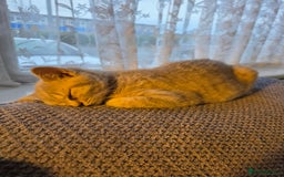 British Shorthair cats for sale: 6 month old lilac cream tabby male - Image 5