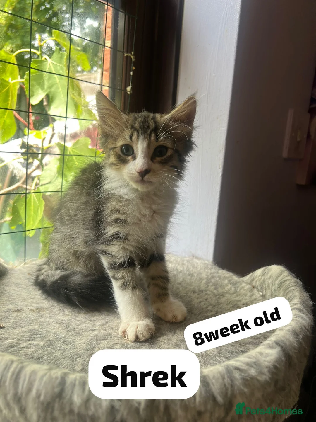 Mixed Breed cats for adoption: Rescue kitten Shrek needs a home of his own - Advert 2